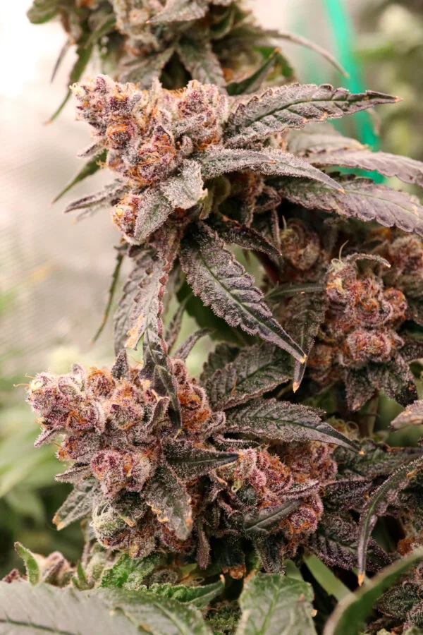Blockberry [Clone] - Image 2