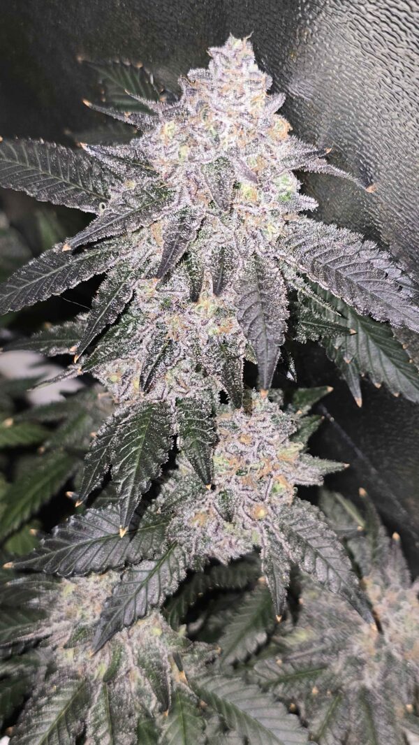 Blueberry Sugar [Clone]