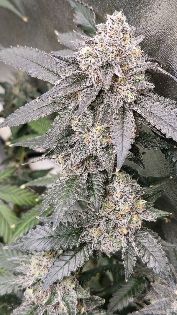 Blueberry Sugar [Clone] - Image 3