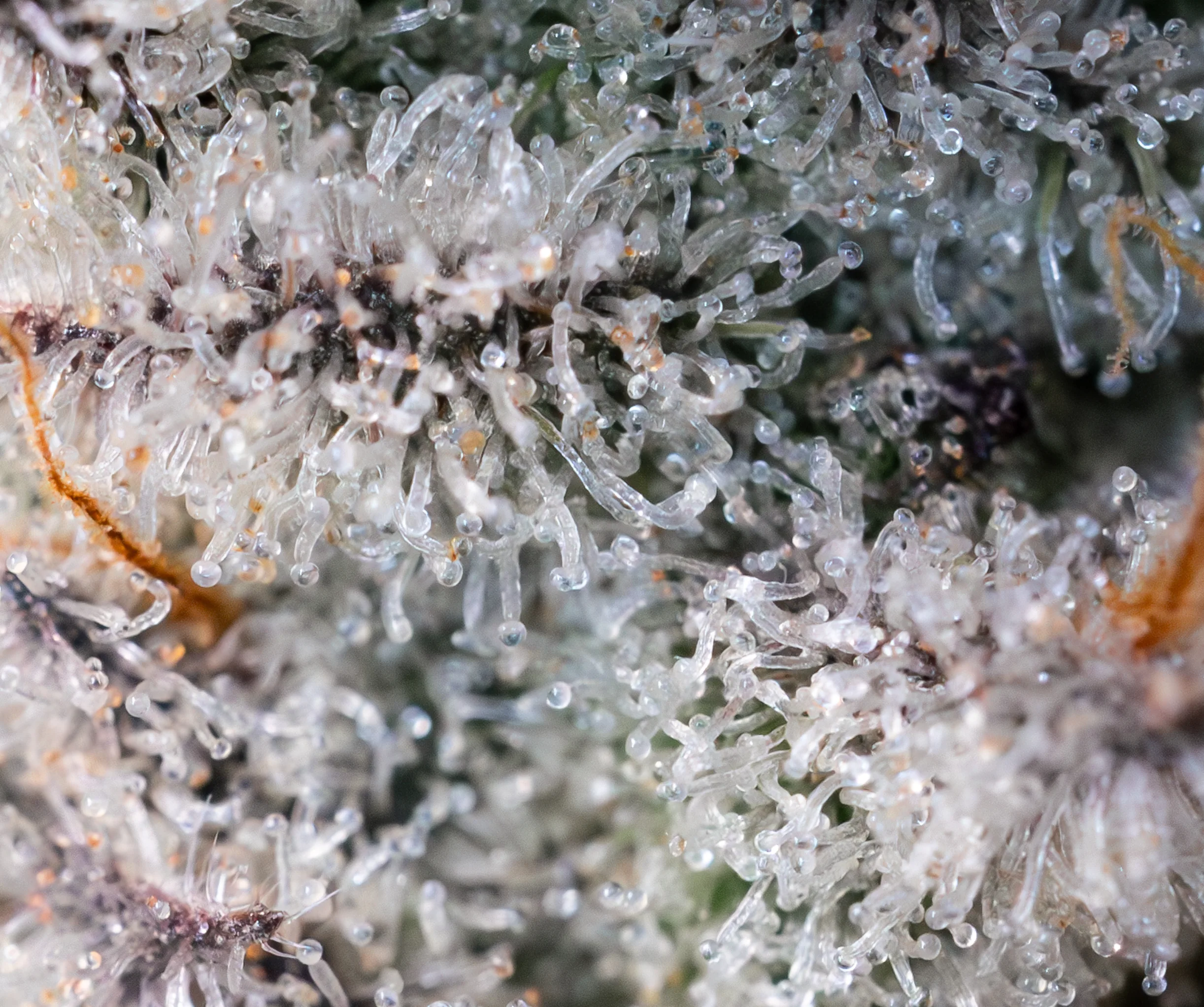 Cap Junky [Clone] - Image 2