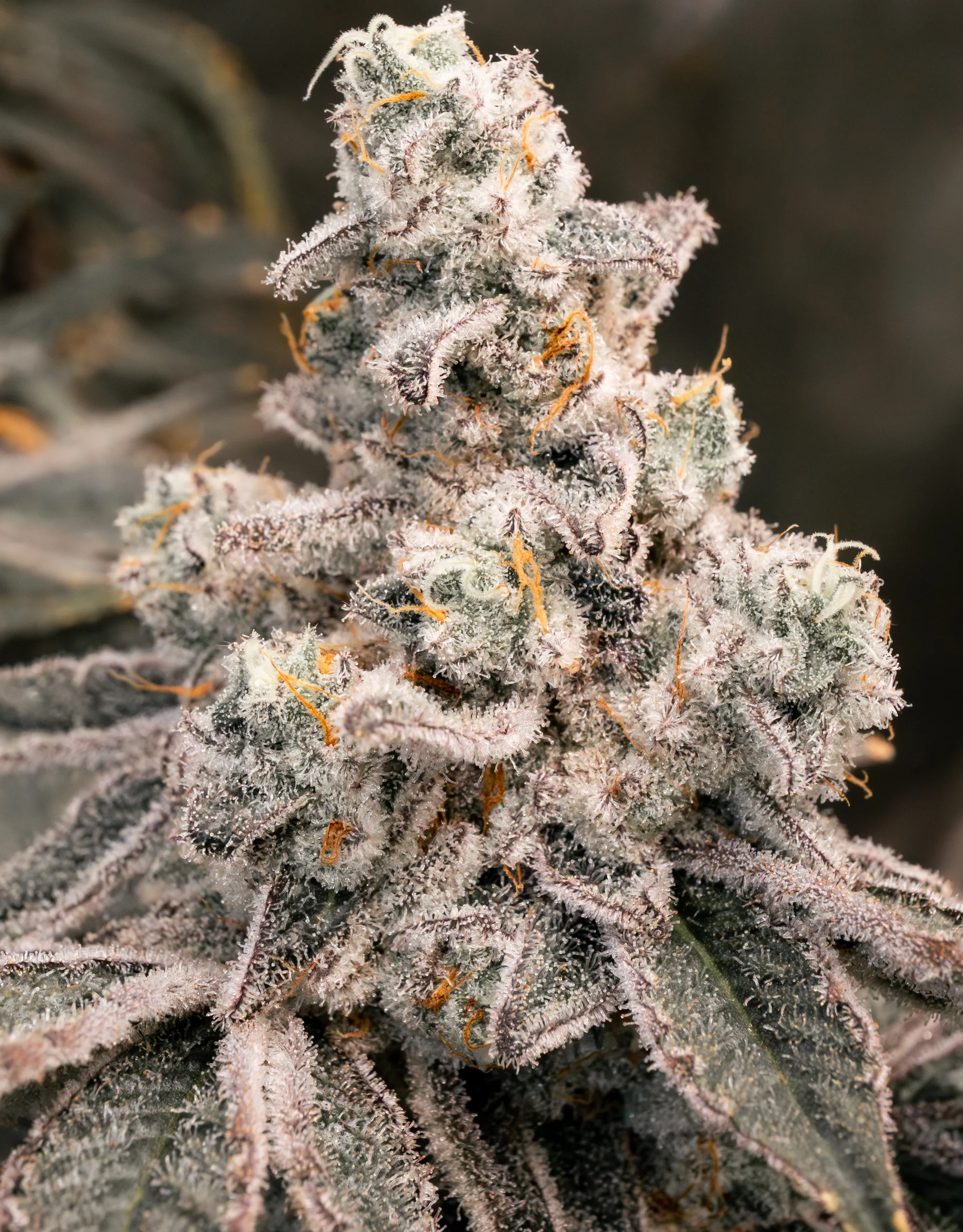 Cap Junky [Clone] - Image 3