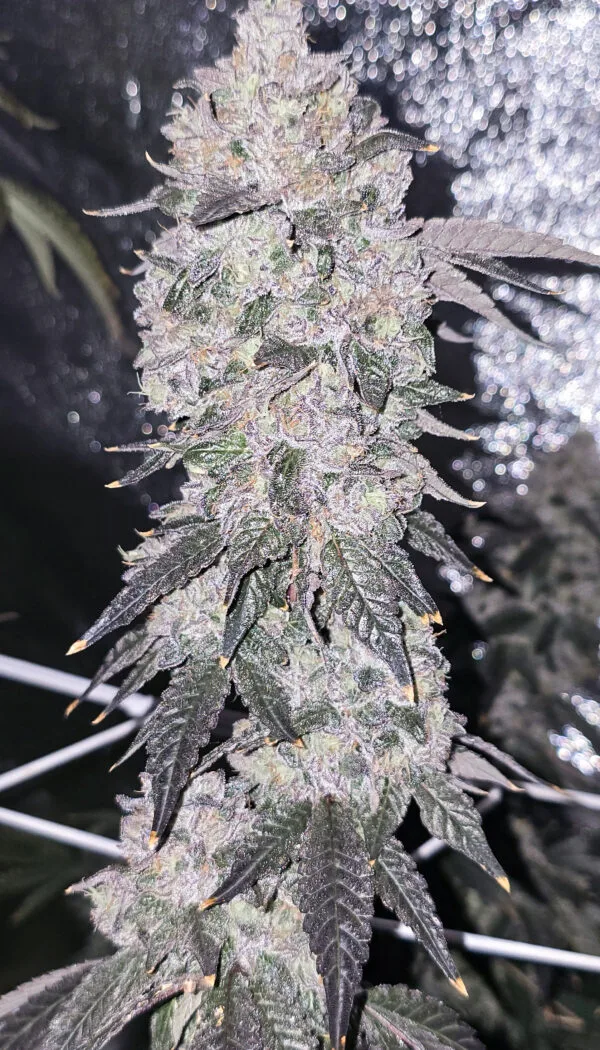 Sherb Cream Pie [Clone]