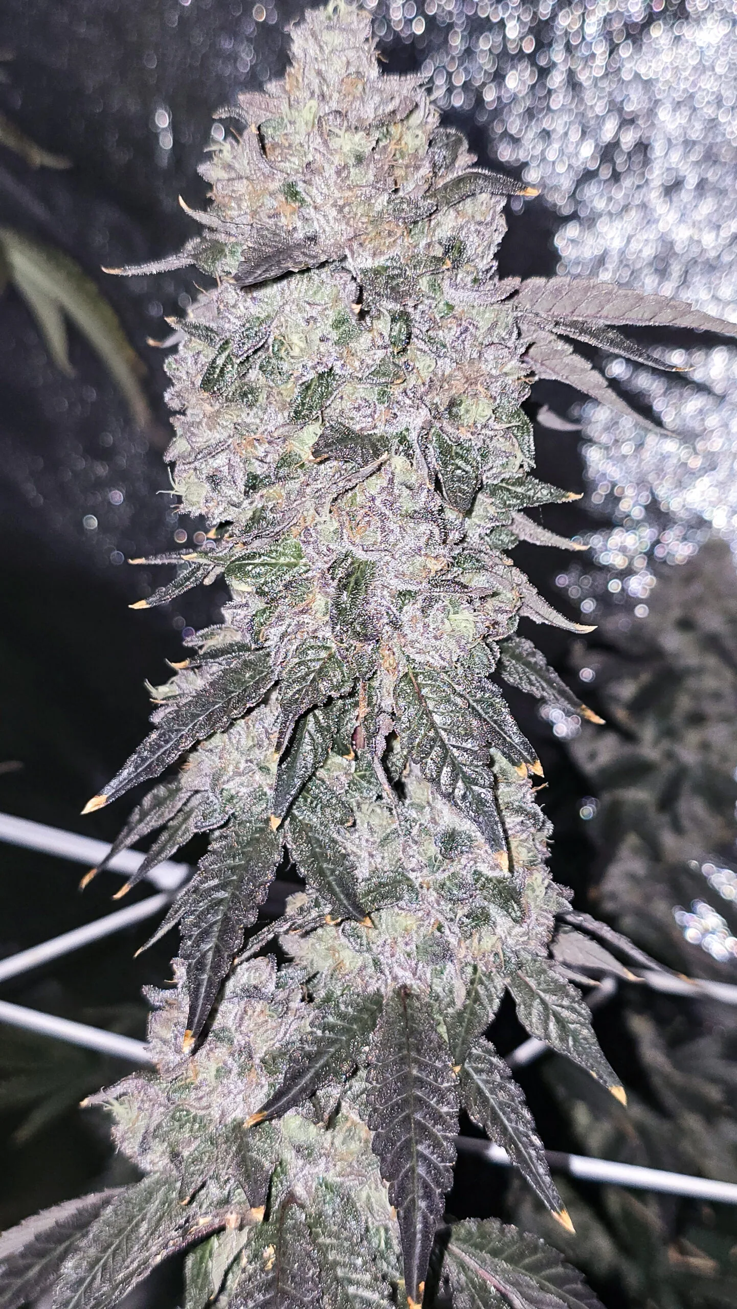 Sherb Cream Pie [Clone]
