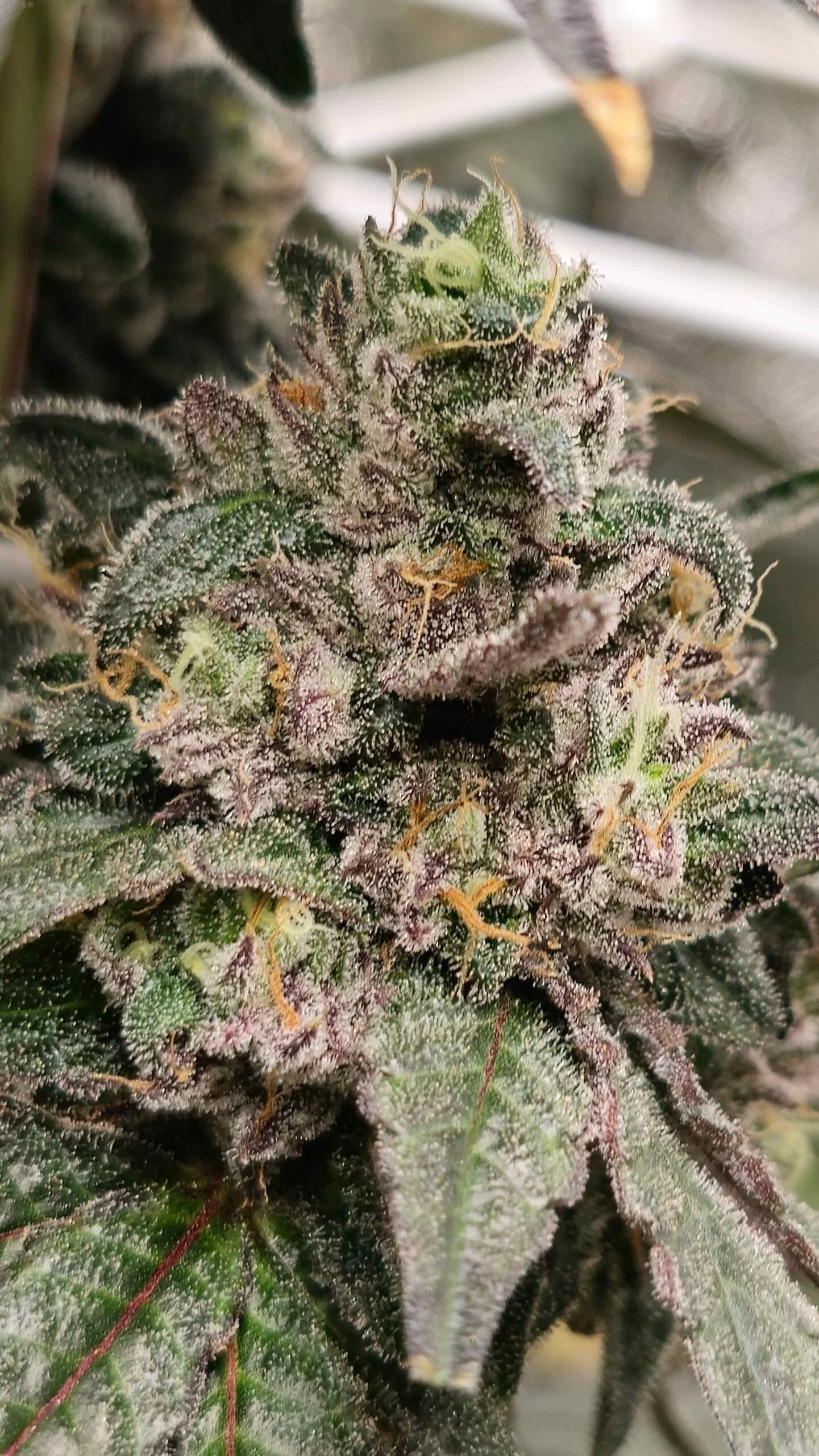 Sherb Cream Pie [Clone] - Image 3