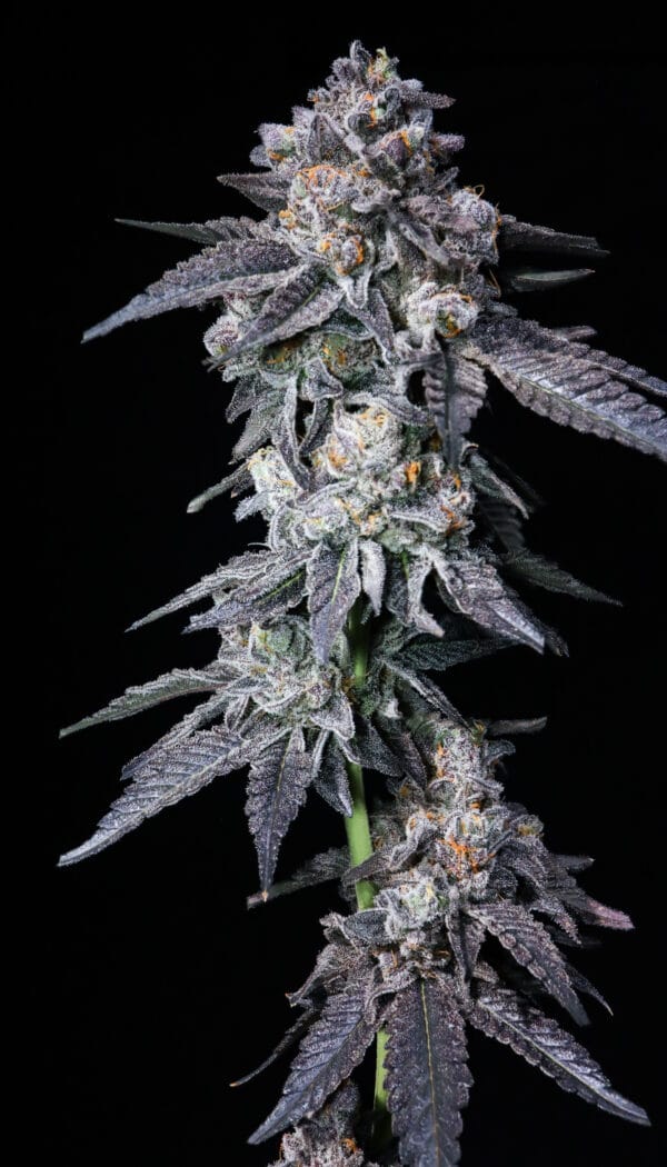 Berries n Cream (Red Rum x Pressure)