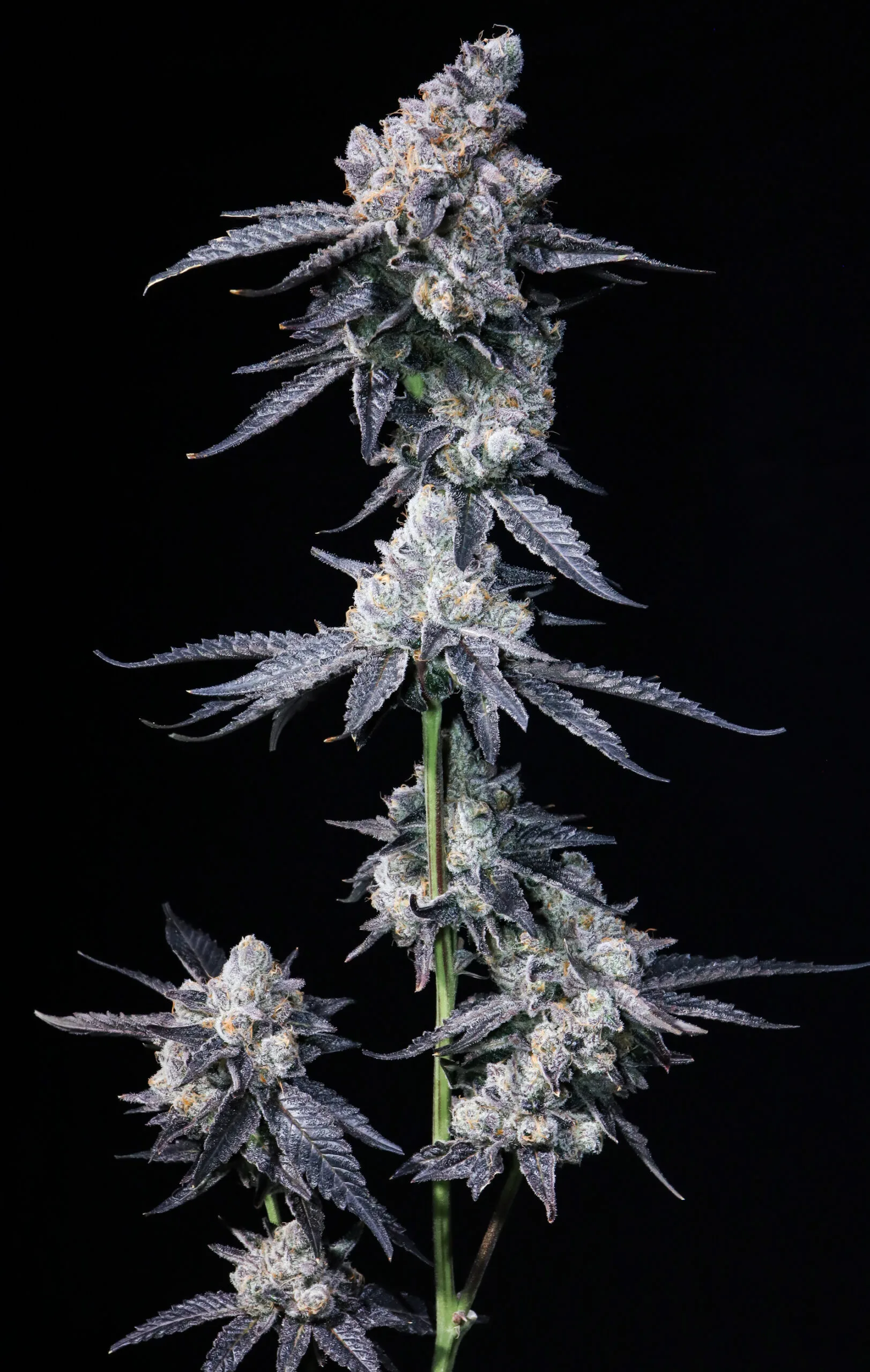 Death by Frosting (Cake Mix x Pressure) - Image 3