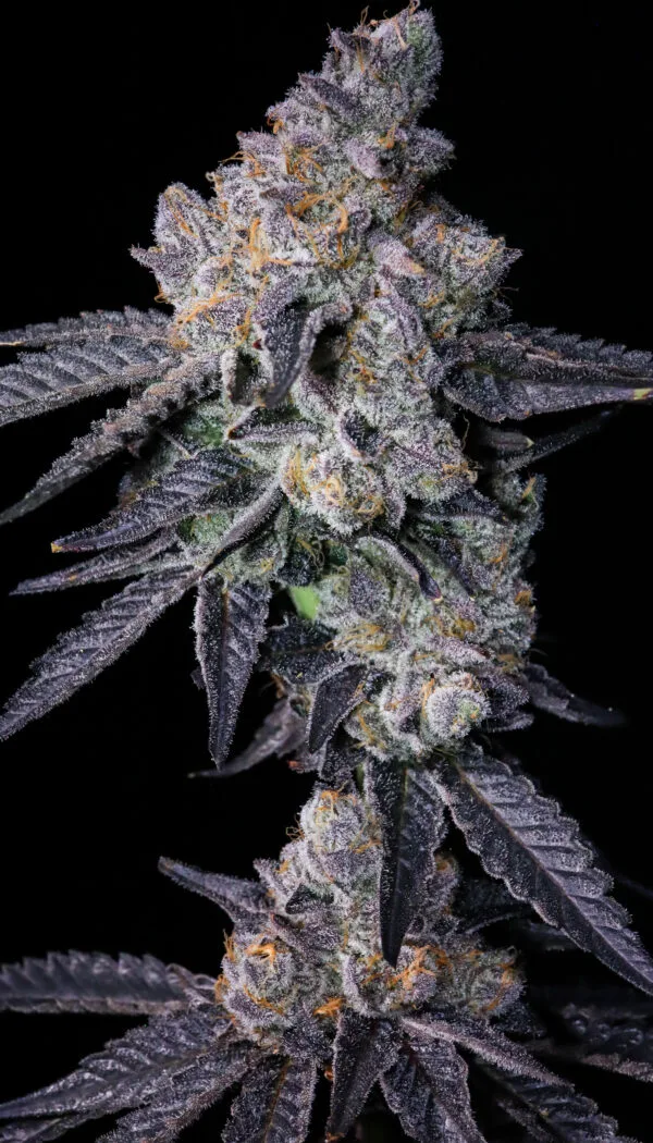 Death by Frosting (Cake Mix x Pressure)