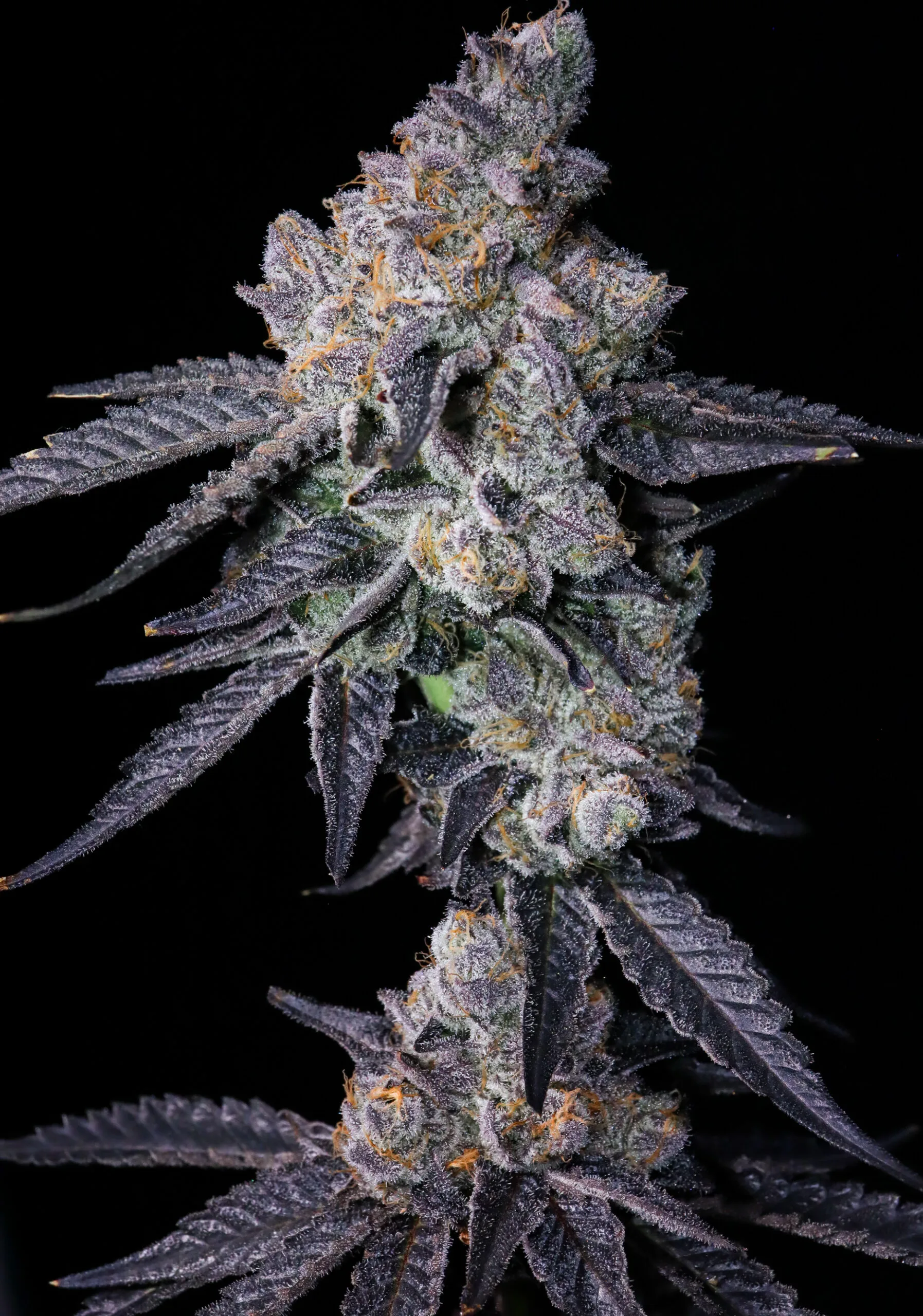 Death by Frosting (Cake Mix x Pressure)