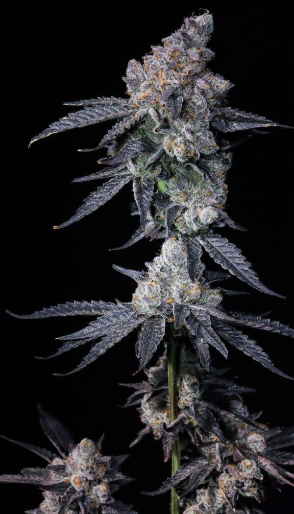 Death by Frosting [Clone]