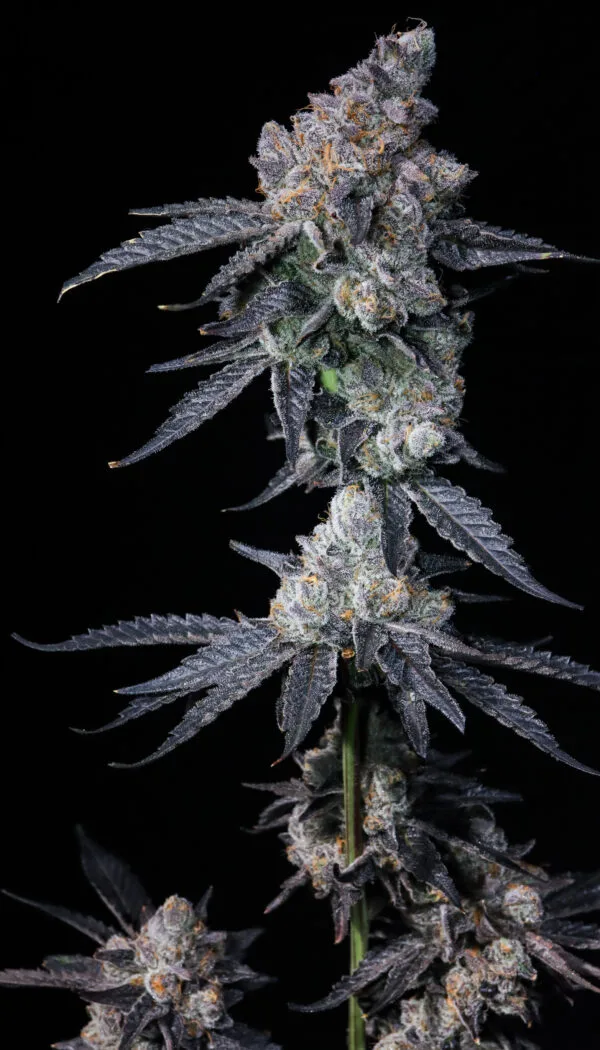 Death by Frosting [Clone]