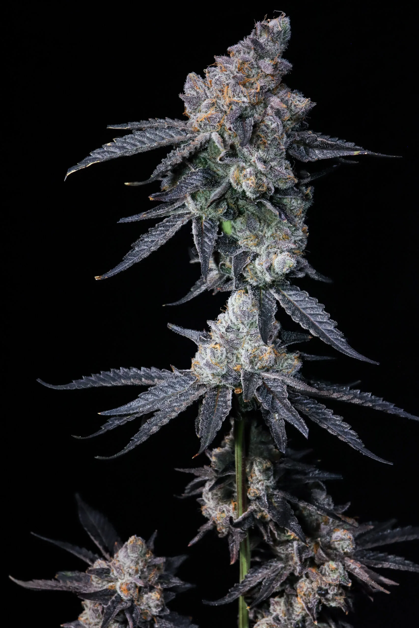 Death by Frosting [Clone]