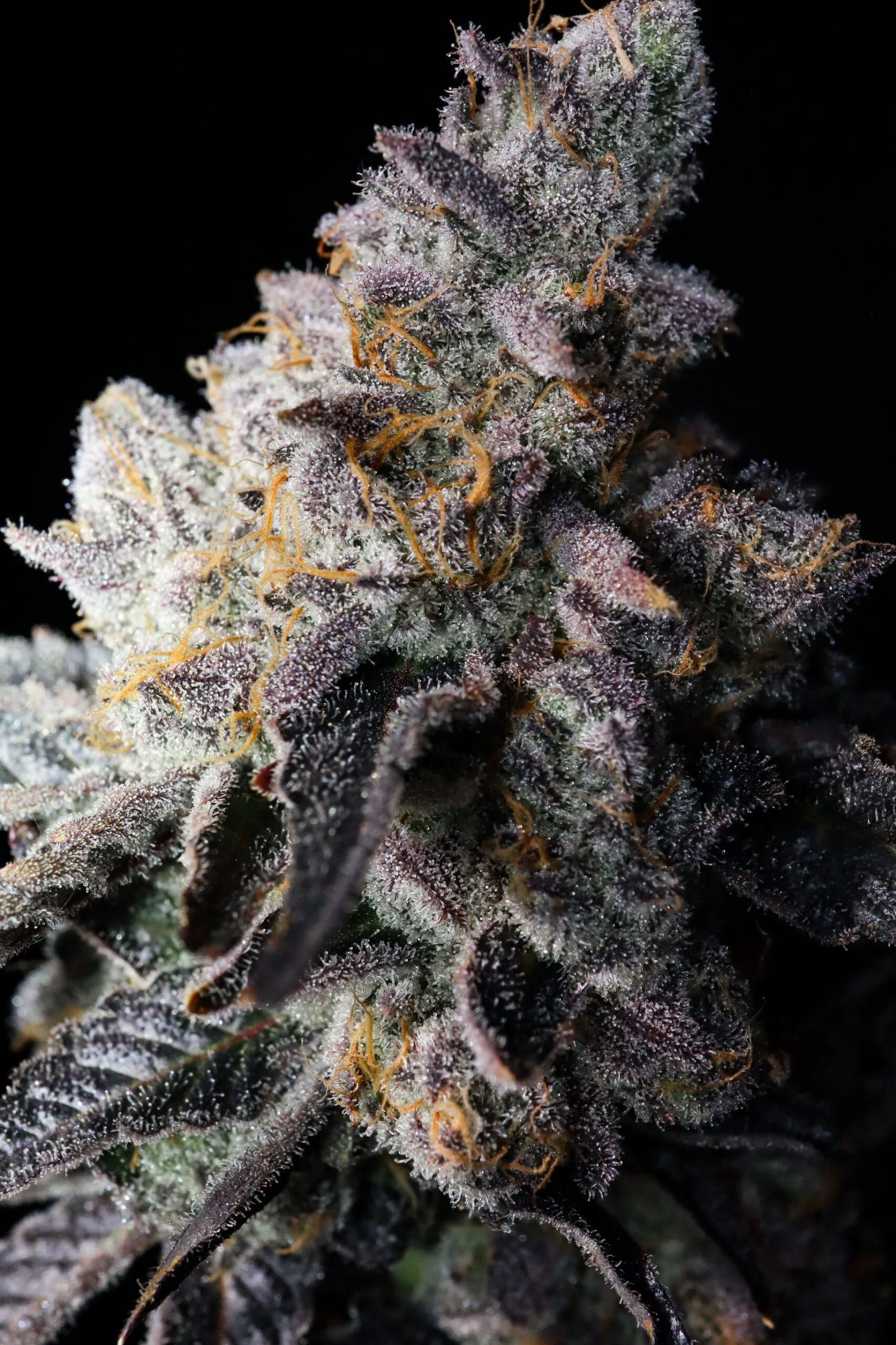 Death by Frosting [Clone] - Image 2