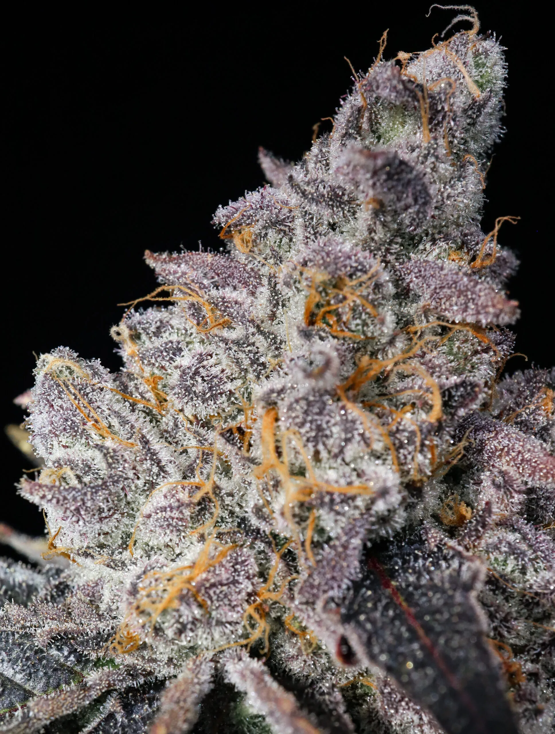 Death by Frosting (Cake Mix x Pressure) - Image 2