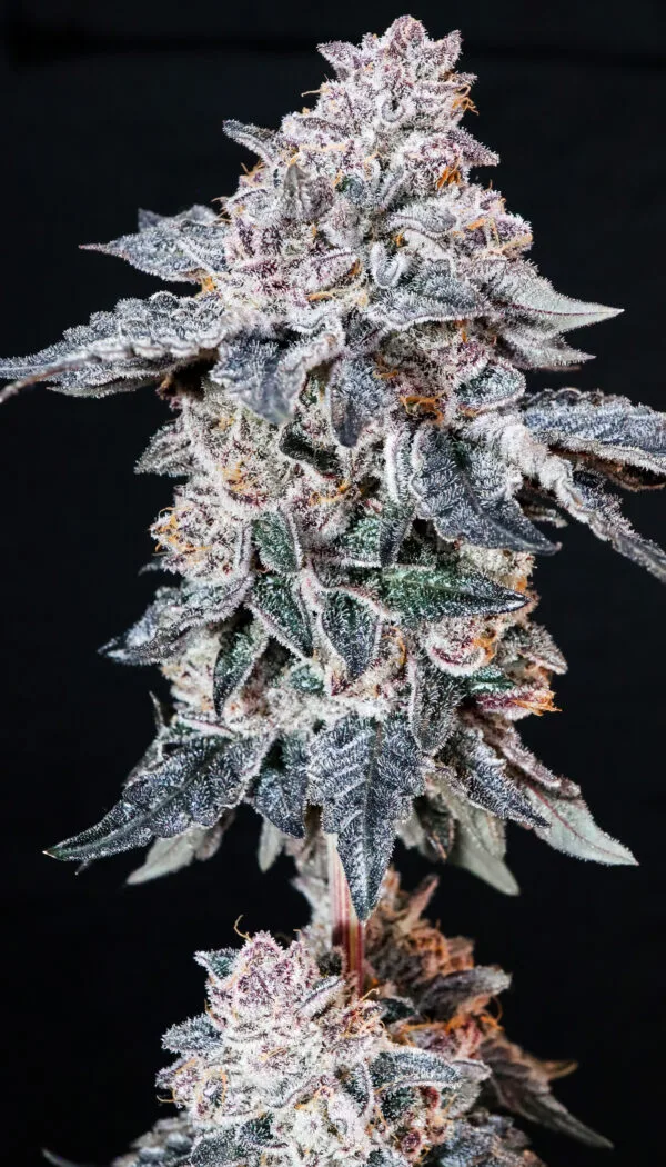 Naranjita (Halle Berry x Pressure)