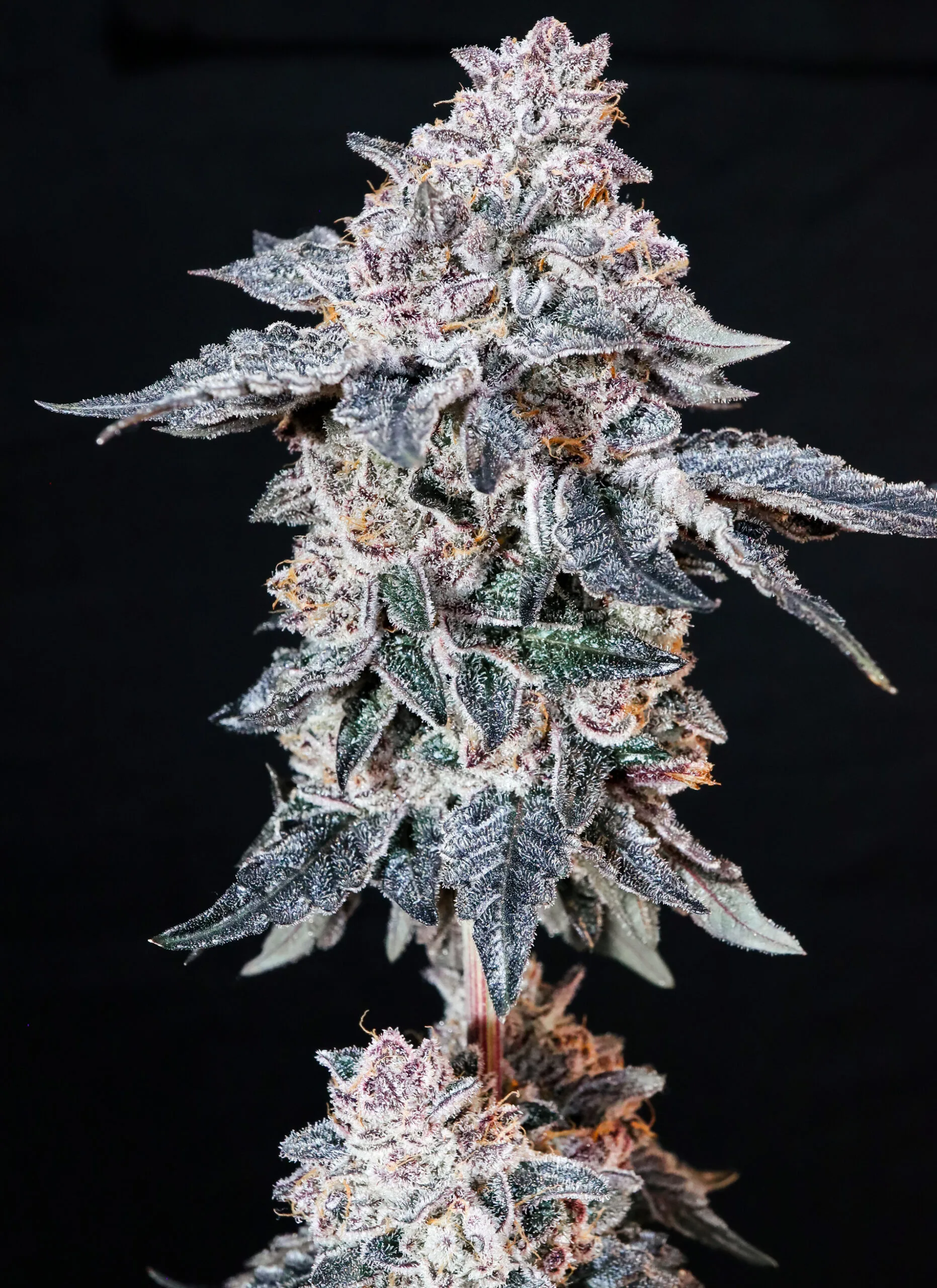 Naranjita (Halle Berry x Pressure)