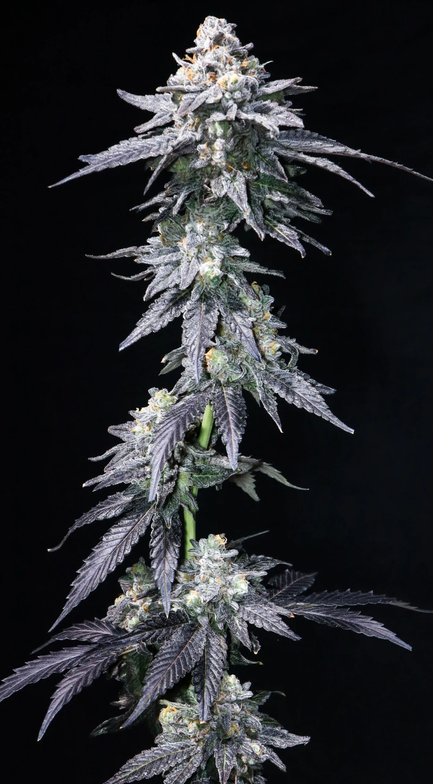 Petrolatte (UAV x Pressure) - Image 3