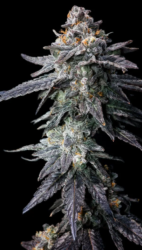 Petrolatte (UAV x Pressure)