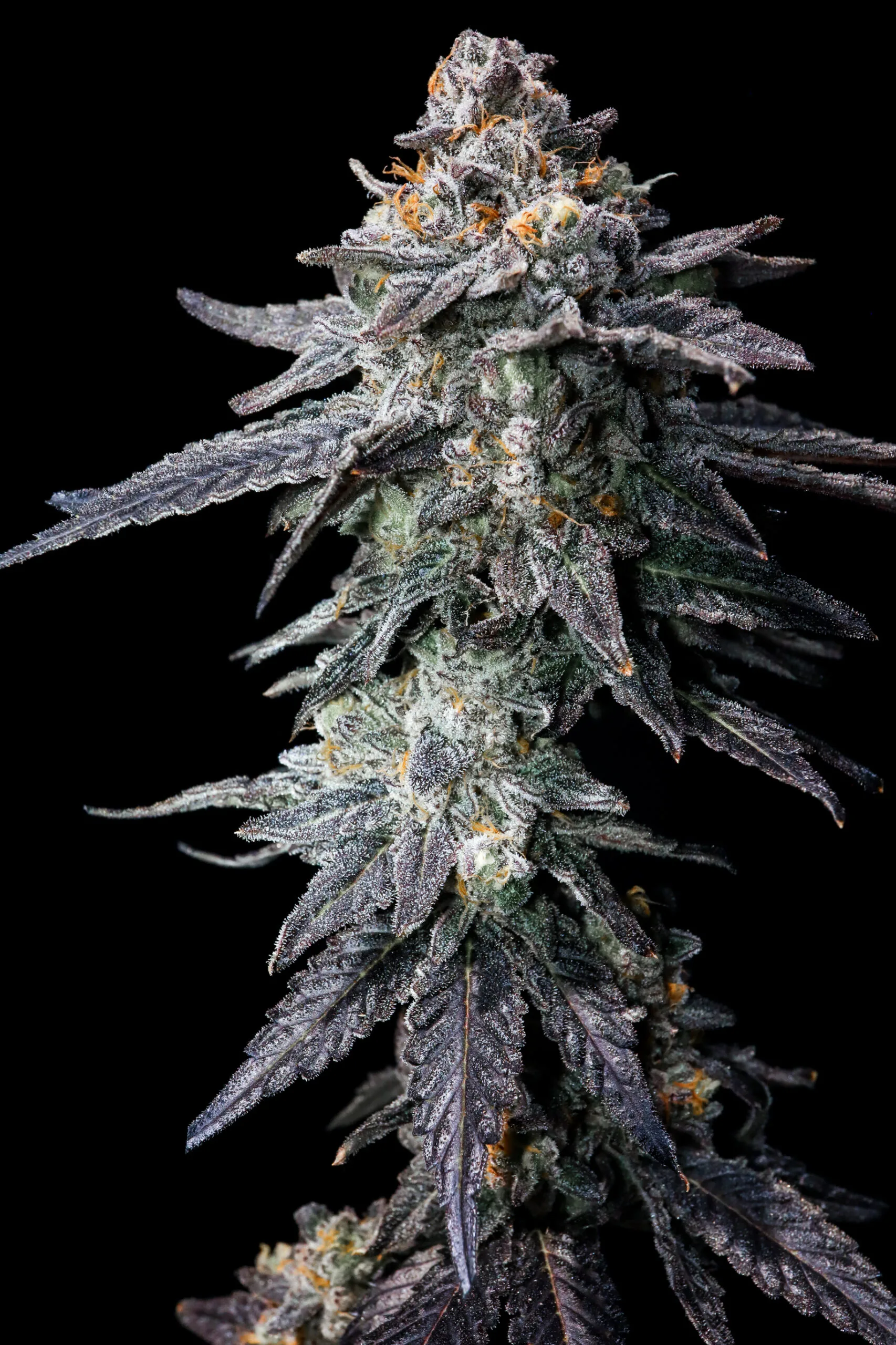 Petrolatte (UAV x Pressure)