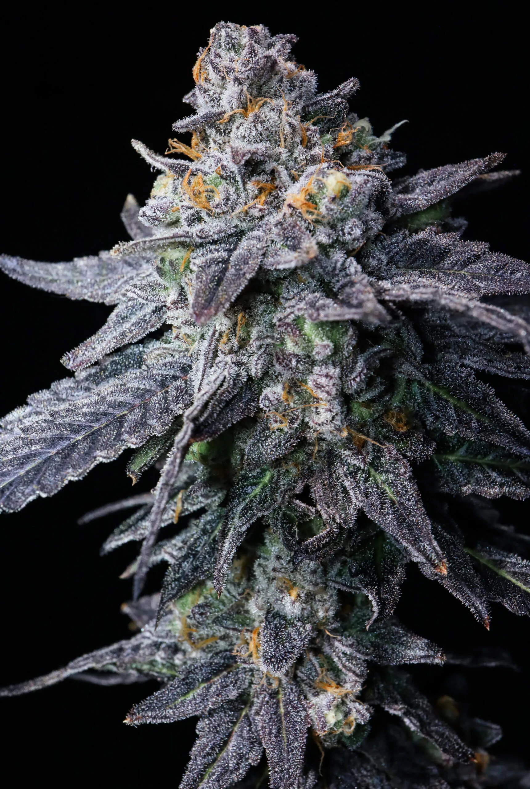 Petrolatte (UAV x Pressure) - Image 2