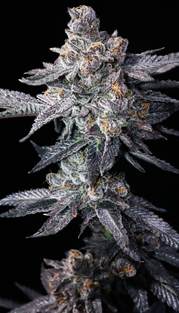 Psyclone (Trop Cherry x Pressure)