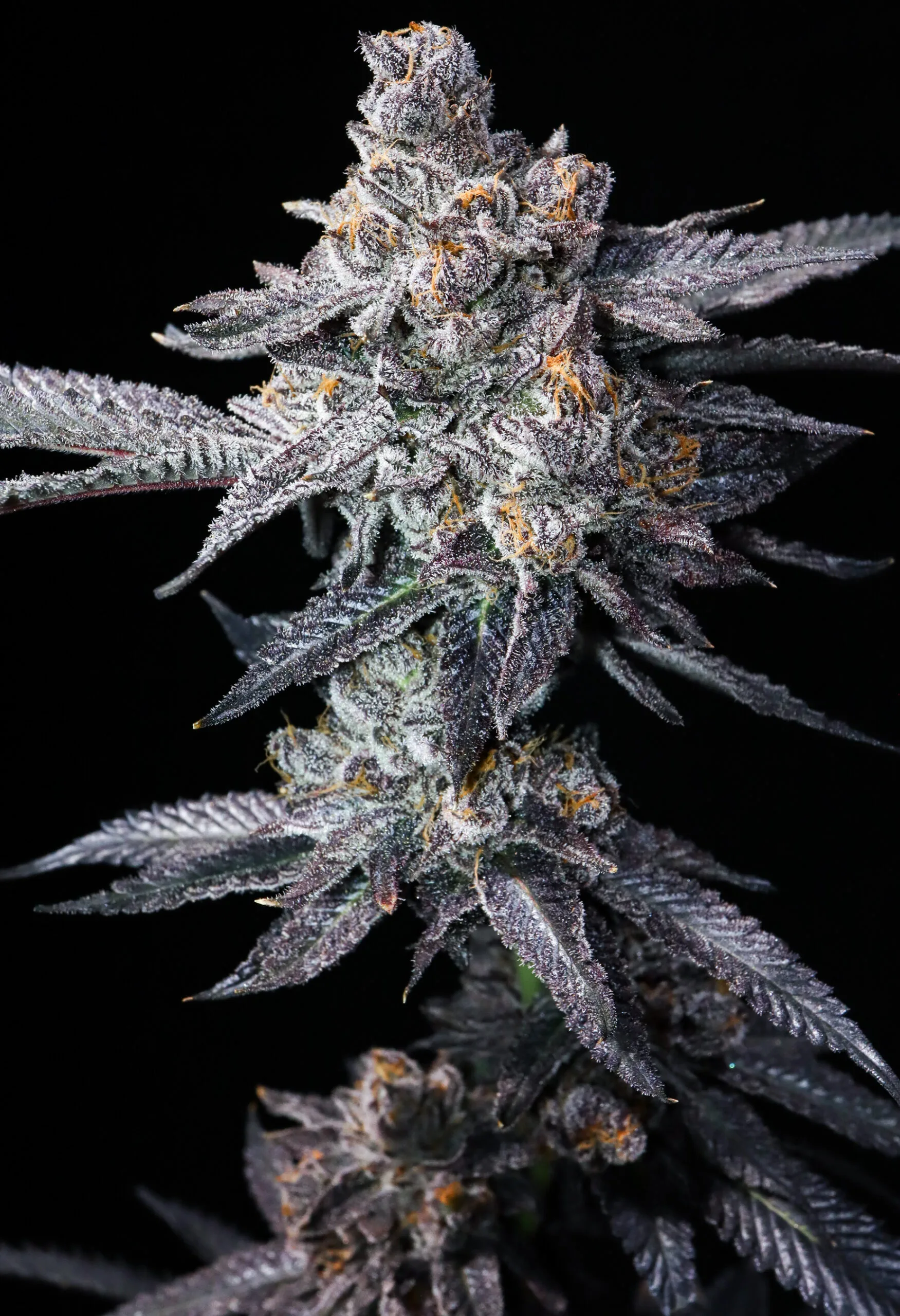Psyclone (Trop Cherry x Pressure)