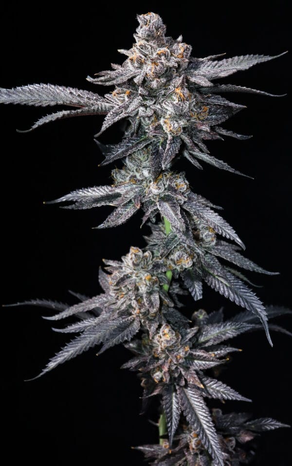 Psyclone (Trop Cherry x Pressure) - Image 2