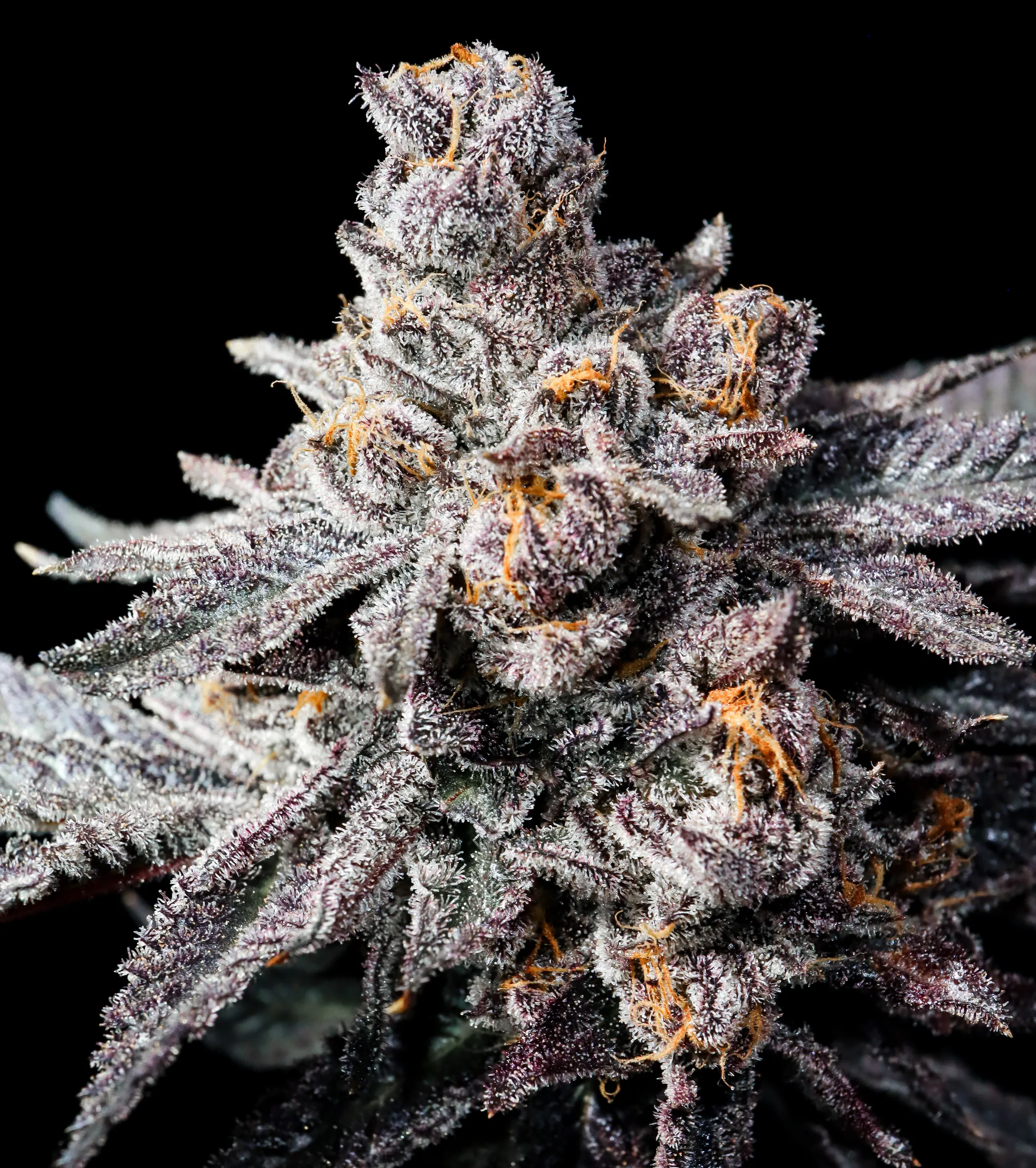 Psyclone (Trop Cherry x Pressure) - Image 3