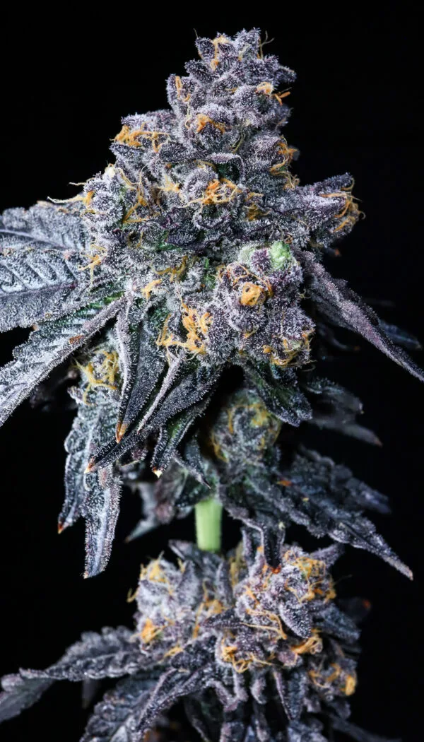 Z1 (RS-11 x Pressure)