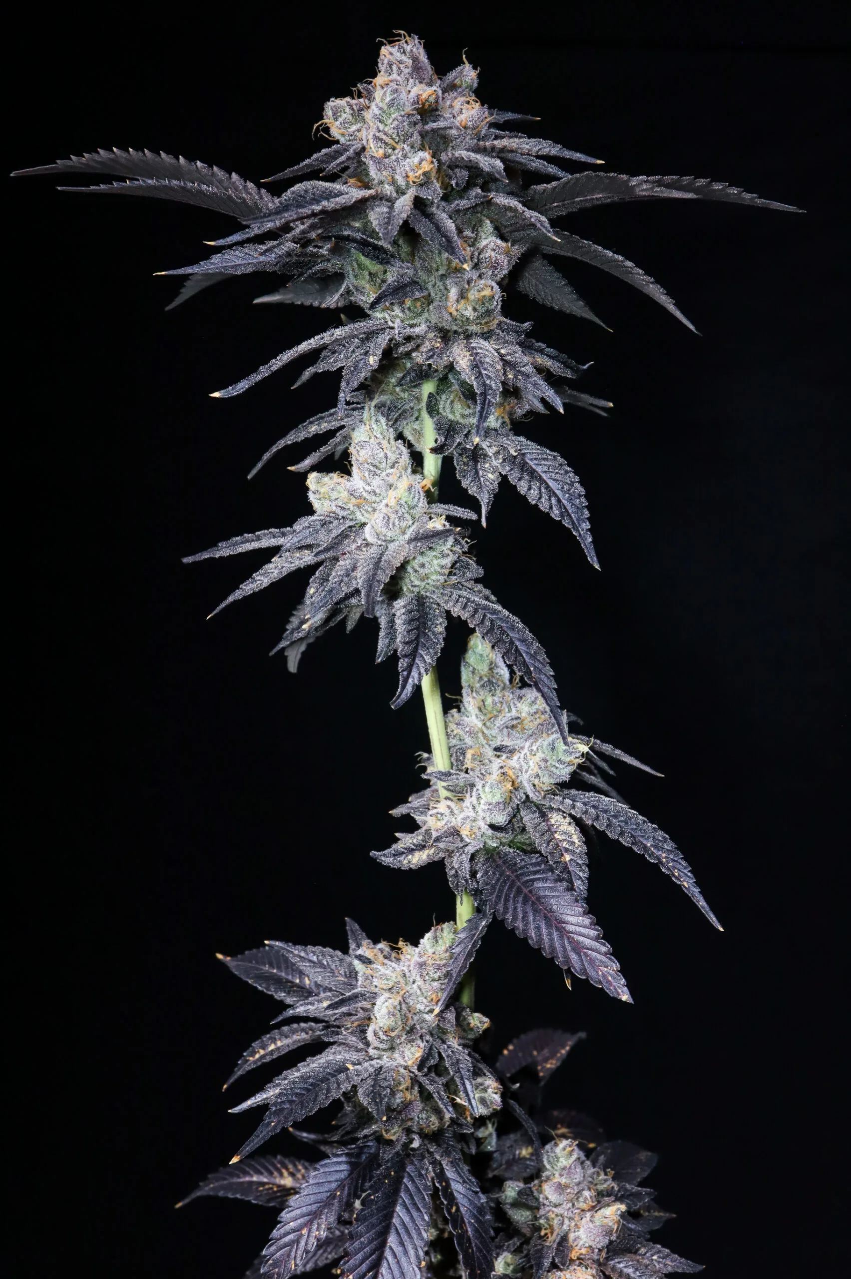 Super Glue [Clone] - Image 3