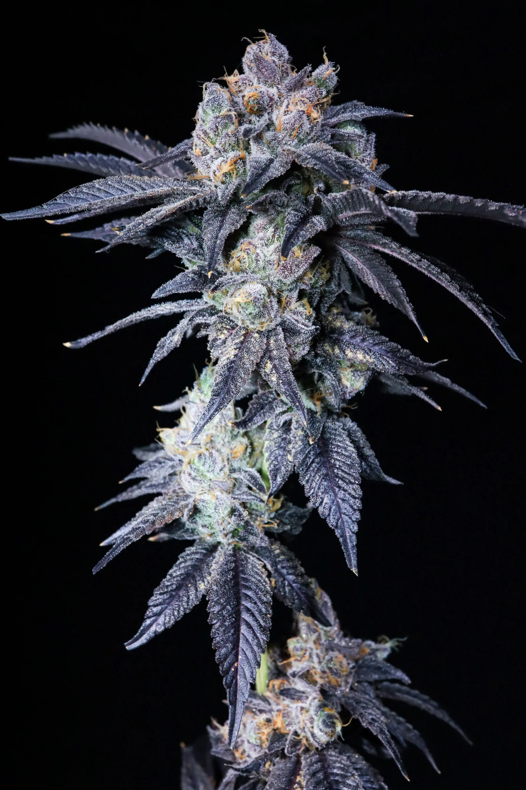 Super Glue [Clone]
