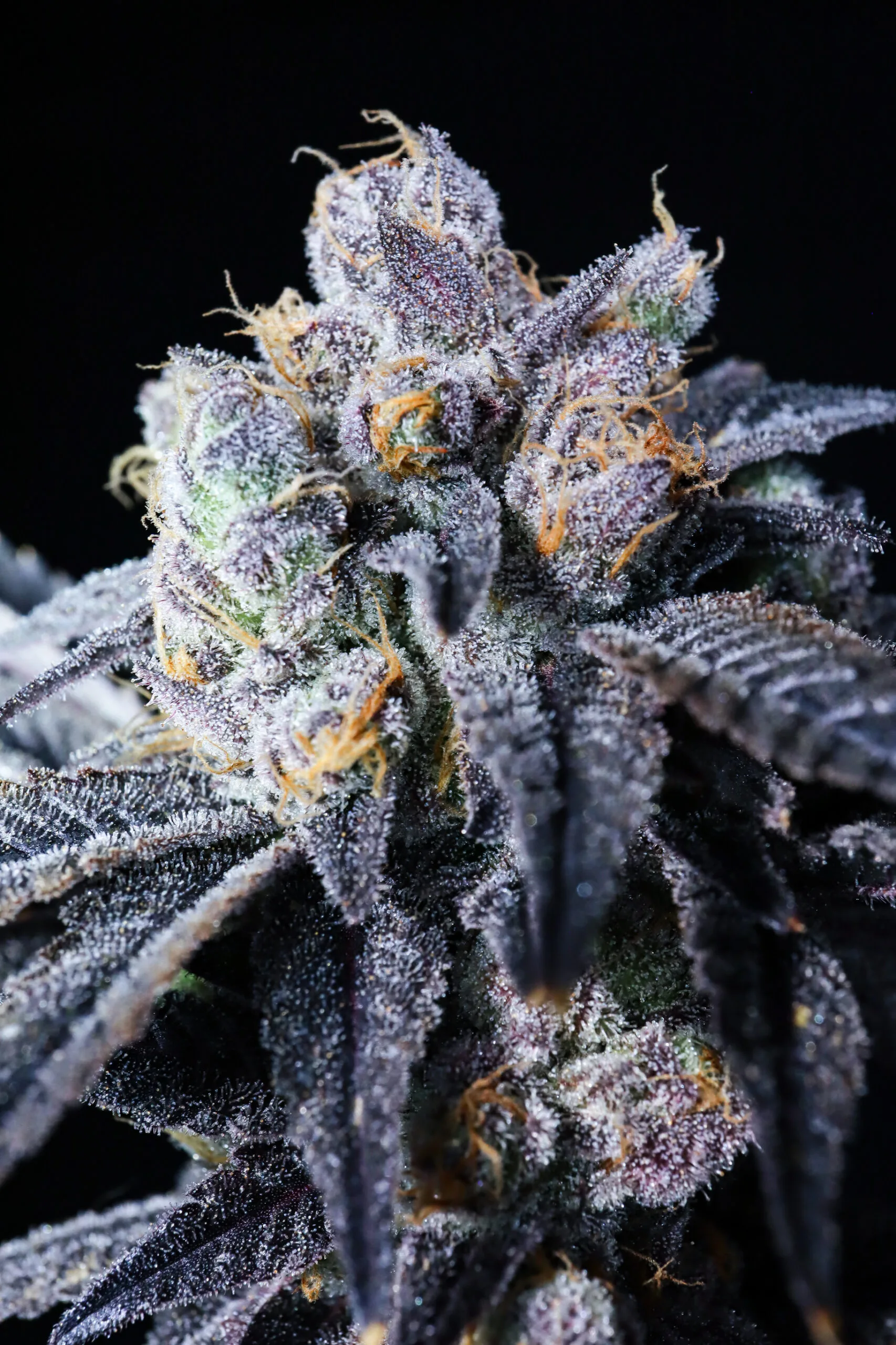 Super Glue [Clone] - Image 2